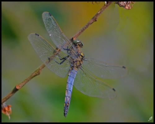 Orthetrum cancellatum